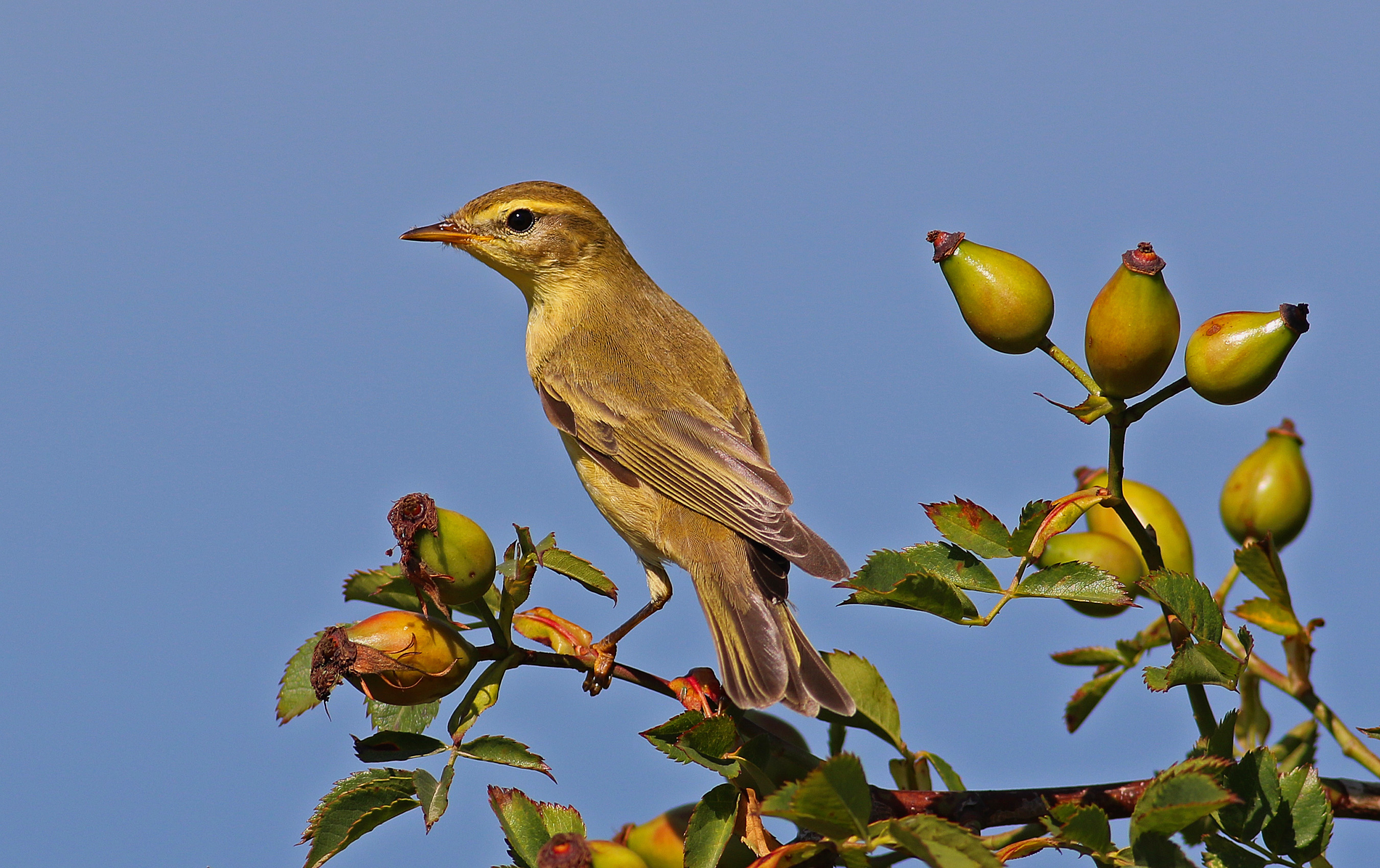 Willow Warbler